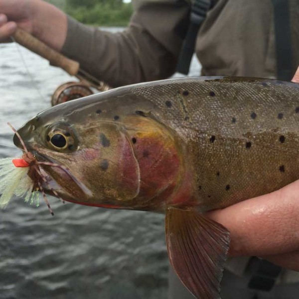 fly-fishing-jackson-hole-gallery-16