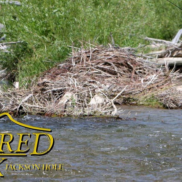 header-green-river-wyoming-fishing