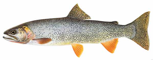 Snake River Fine-Spotted Cutthroat Trout