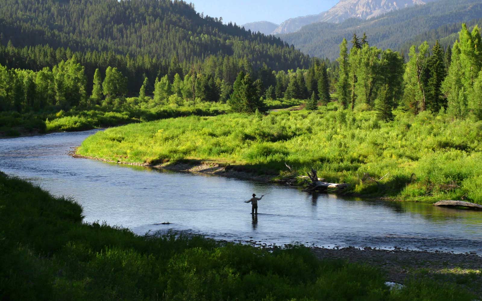 Spring Creek & Stream Fishing