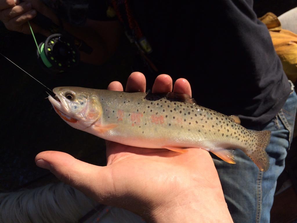 Big Horn River Float Trips Feathered Hook