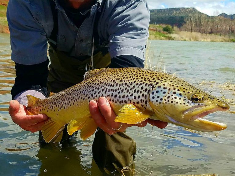 Green River Fly Fishing