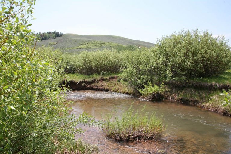 West Fork of The Hams Fly Fishing