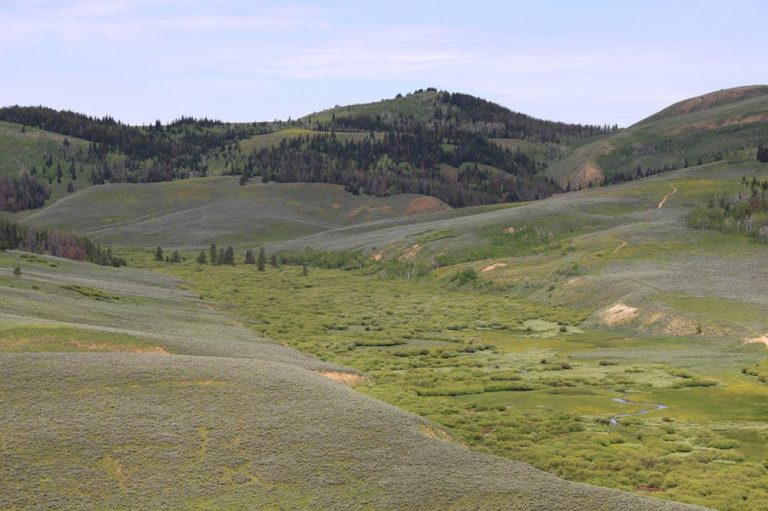 West Fork of The Hams Fly Fishing