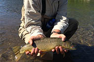 Jackson Hole Fly Fishing Guides